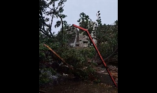 Se cae árbol en el 'Pirata' y destruye parte de la construcción