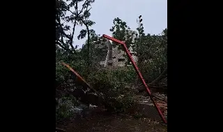 Imagen Se cae árbol en el 'Pirata' y destruye parte de la construcción