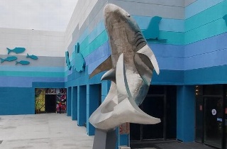 Lucen los Tiburones del Pirata en el Acuario (VIDEO)