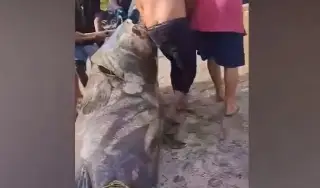 Imagen ¡TREMENDO! Capturan un gigante marino de 290 kilos (VIDEO)