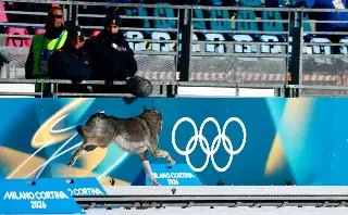 Imagen Perrito interrumpe competencia en Juegos Ol&iacute;mpicos y hasta la meta cruz&oacute; (VIDEO)