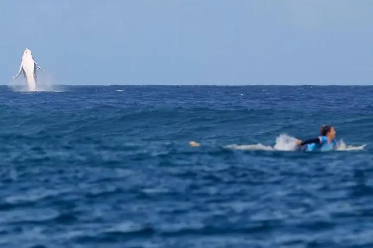 París 2024: Mientras competían en Surf ¡Aparece una ballena!