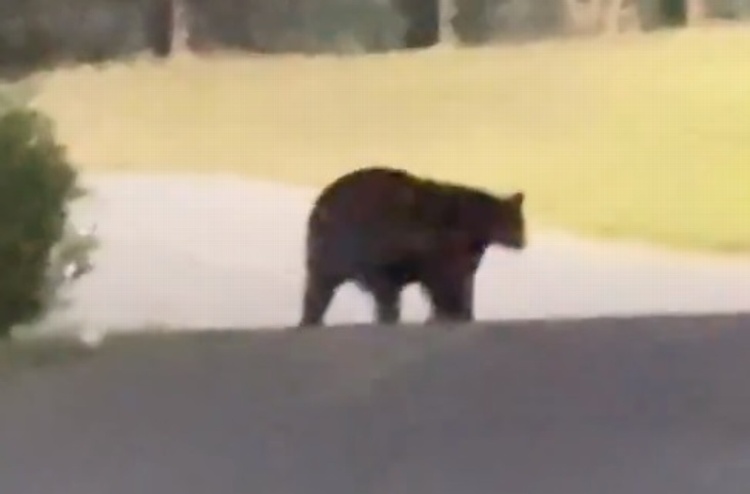 Un oso se le aparece al DT de Rayados de Monterrey (VIDEO)